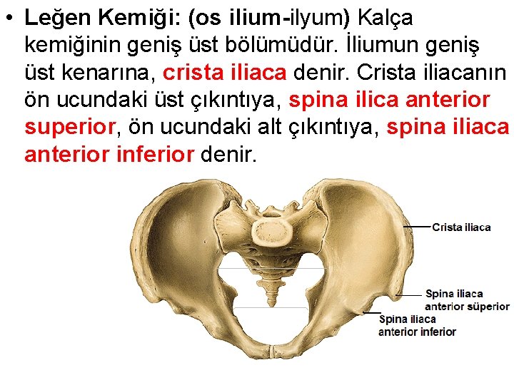  • Leğen Kemiği: (os ilium-ilyum) Kalça kemiğinin geniş üst bölümüdür. İliumun geniş üst