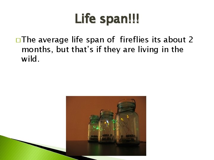 Life span!!! � The average life span of fireflies its about 2 months, but