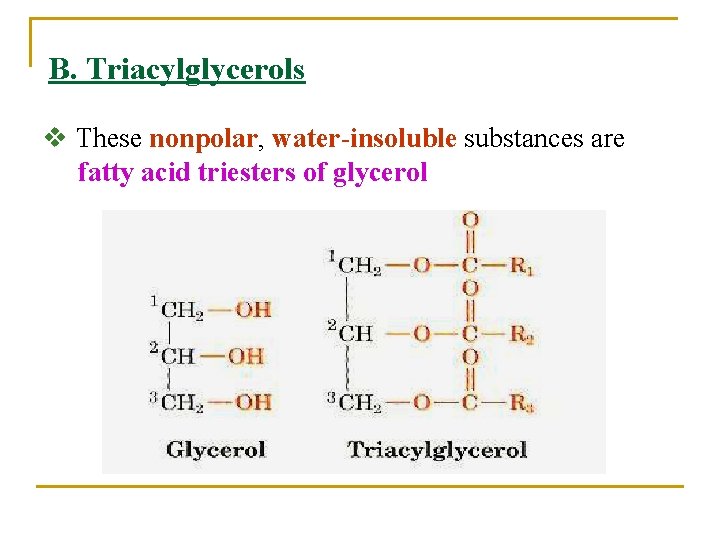 B. Triacylglycerols v These nonpolar, water-insoluble substances are fatty acid triesters of glycerol 