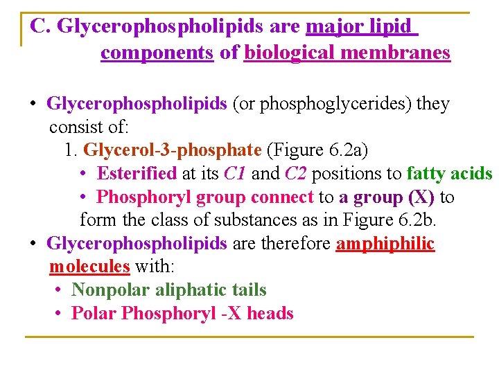 C. Glycerophospholipids are major lipid components of biological membranes • Glycerophospholipids (or phosphoglycerides) they
