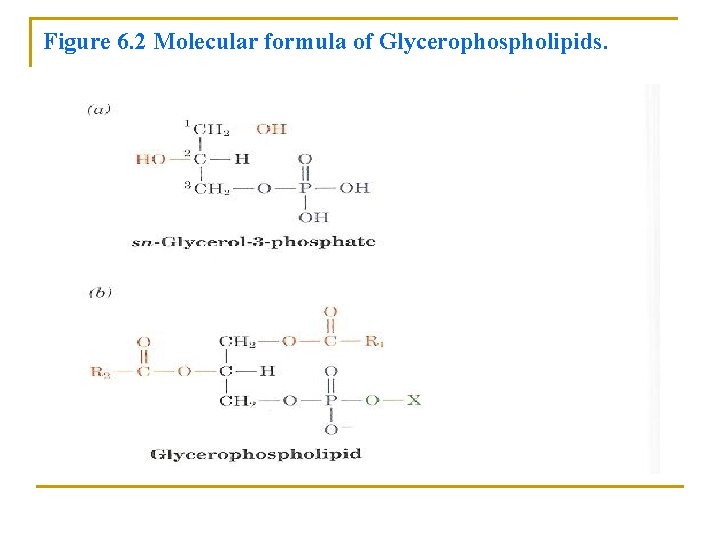 Figure 6. 2 Molecular formula of Glycerophospholipids. 