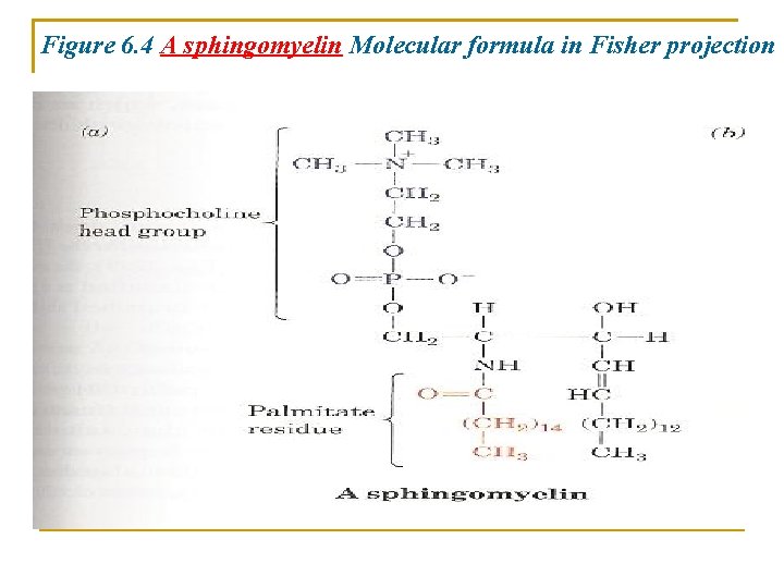 Figure 6. 4 A sphingomyelin Molecular formula in Fisher projection 