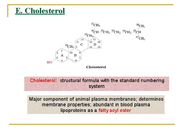 E. Cholesterol 