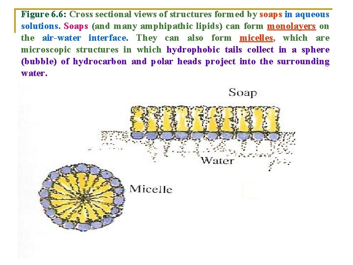 Figure 6. 6: Cross sectional views of structures formed by soaps in aqueous solutions.