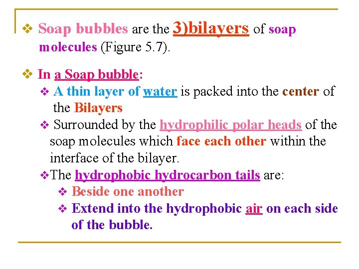 v Soap bubbles are the 3)bilayers of soap molecules (Figure 5. 7). v In