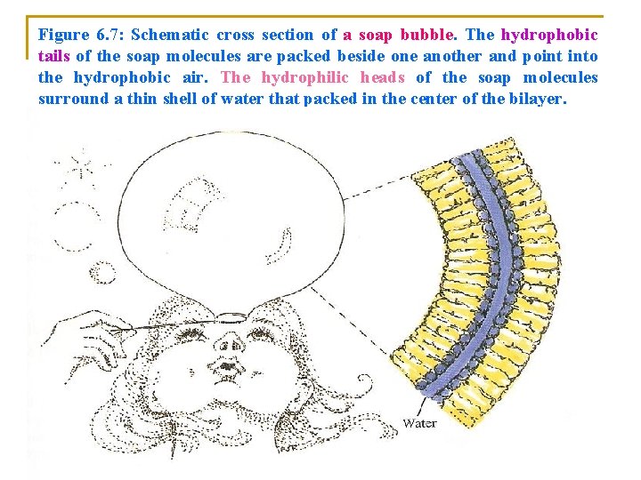 Figure 6. 7: Schematic cross section of a soap bubble. The hydrophobic tails of