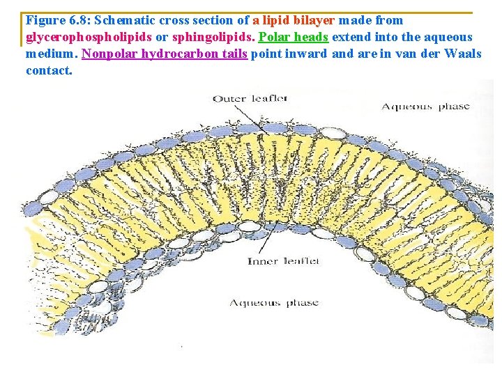 Figure 6. 8: Schematic cross section of a lipid bilayer made from glycerophospholipids or