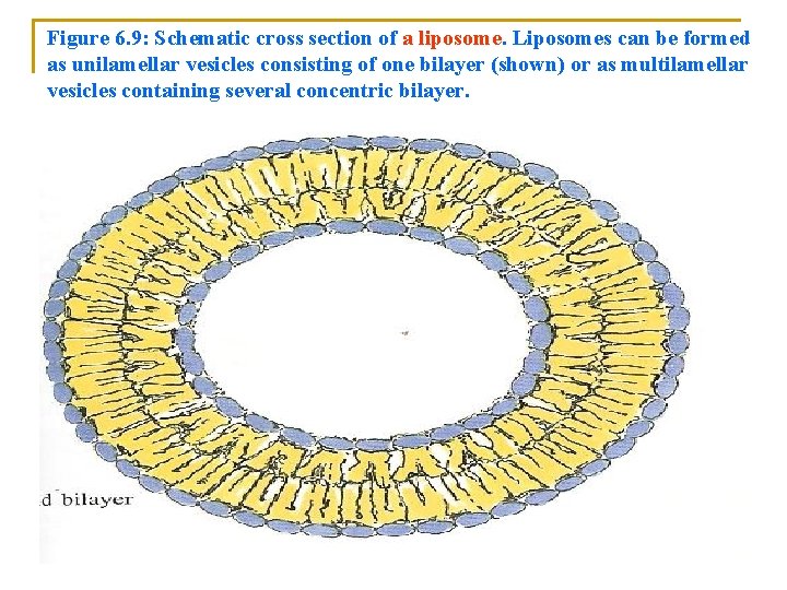 Figure 6. 9: Schematic cross section of a liposome. Liposomes can be formed as
