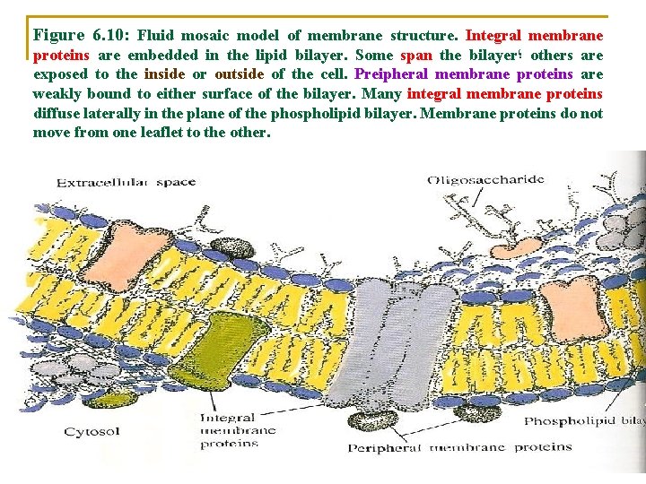 Figure 6. 10: Fluid mosaic model of membrane structure. Integral membrane proteins are embedded