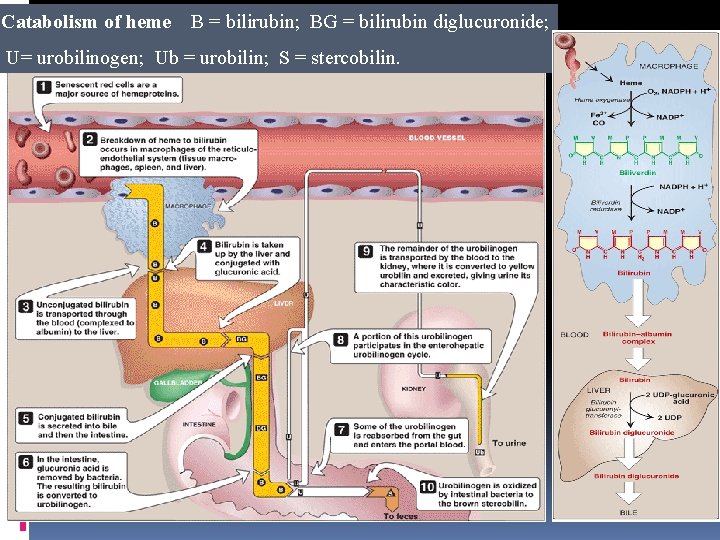 Catabolism of heme B = bilirubin; BG = bilirubin diglucuronide; U= urobilinogen; Ub =