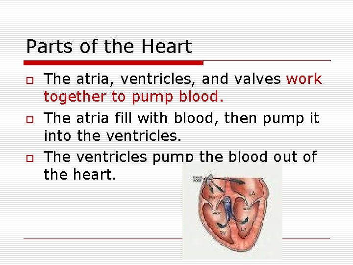 Parts of the Heart o o o The atria, ventricles, and valves work together