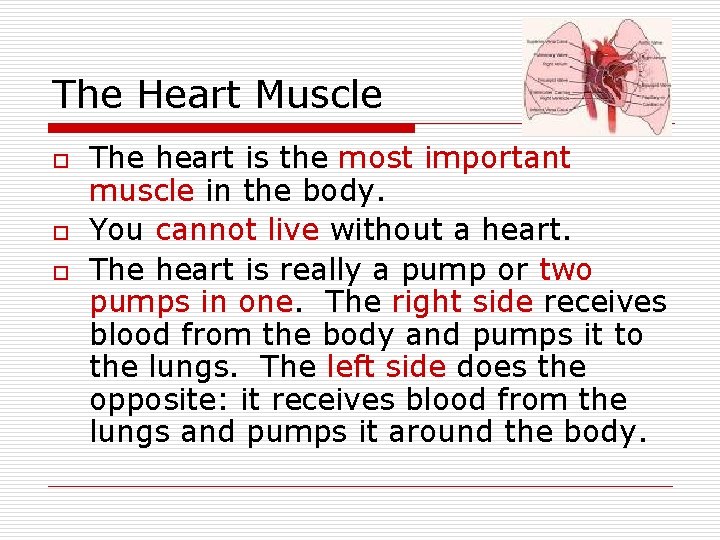 The Heart Muscle o o o The heart is the most important muscle in