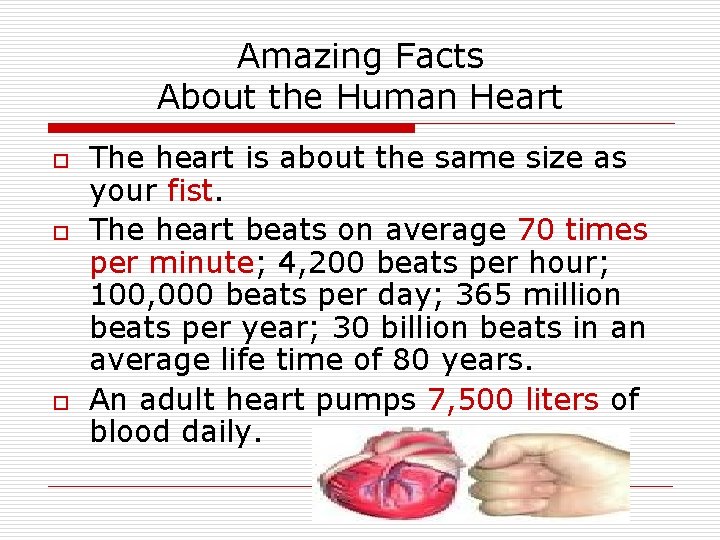 Amazing Facts About the Human Heart o o o The heart is about the