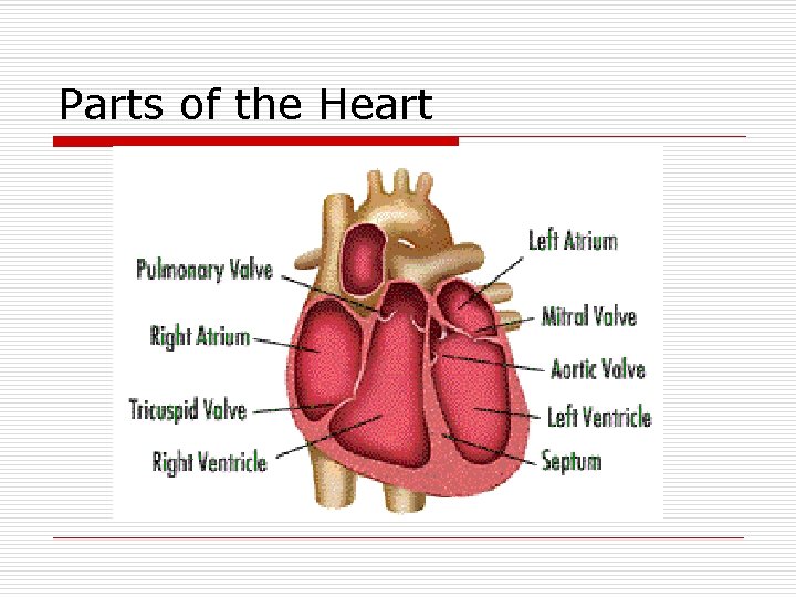 Parts of the Heart 