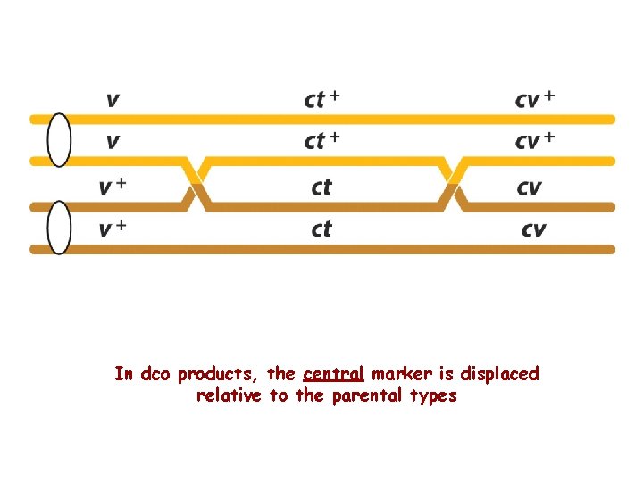 In dco products, the central marker is displaced relative to the parental types 