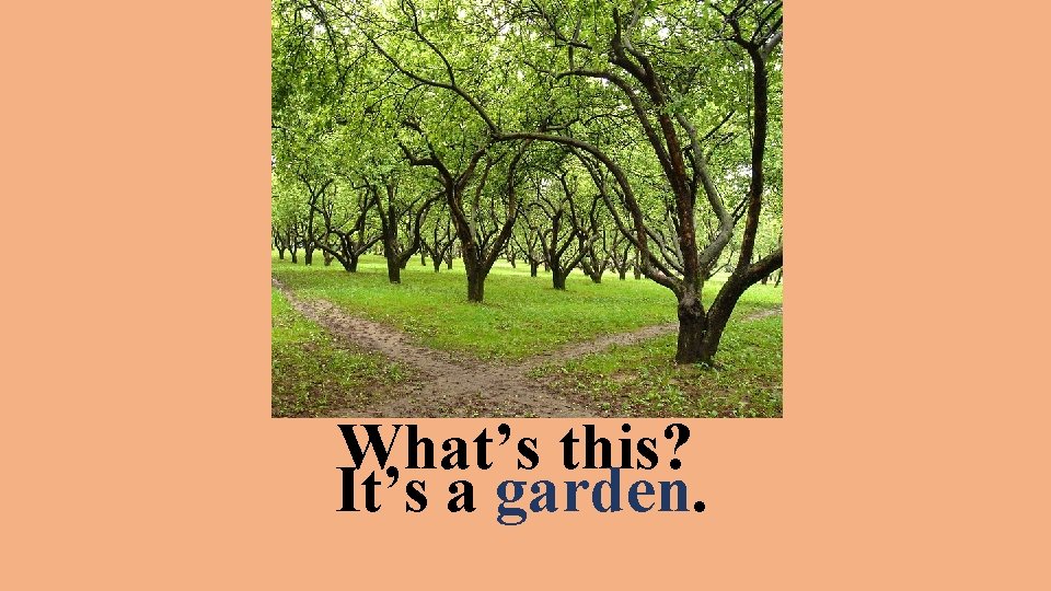 What’s this? It’s a garden. 