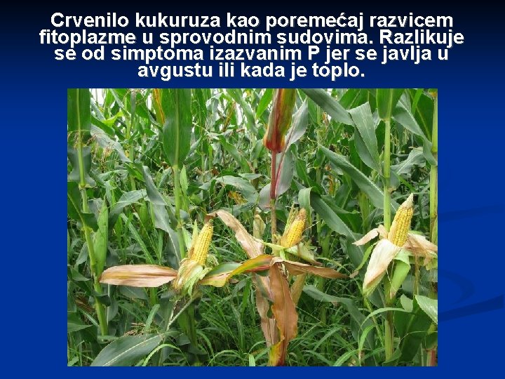 Crvenilo kukuruza kao poremećaj razvicem fitoplazme u sprovodnim sudovima. Razlikuje se od simptoma izazvanim