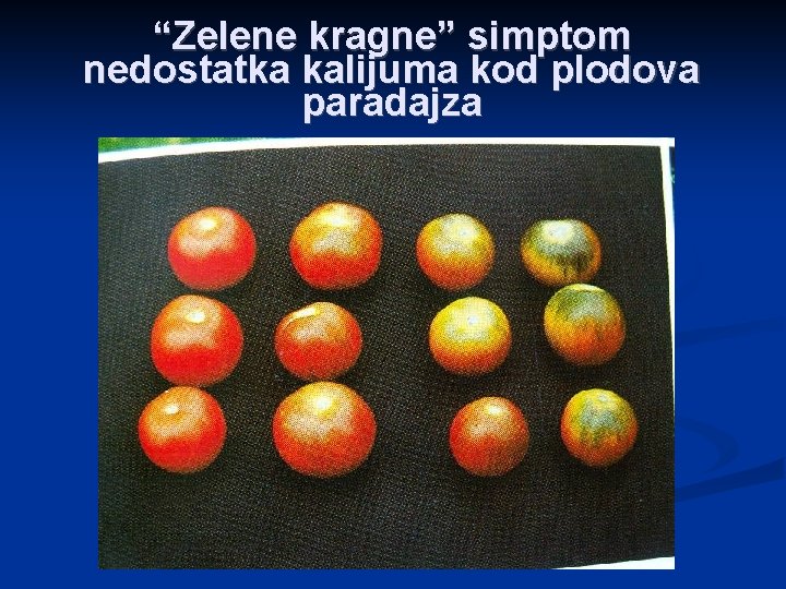 “Zelene kragne” simptom nedostatka kalijuma kod plodova paradajza 