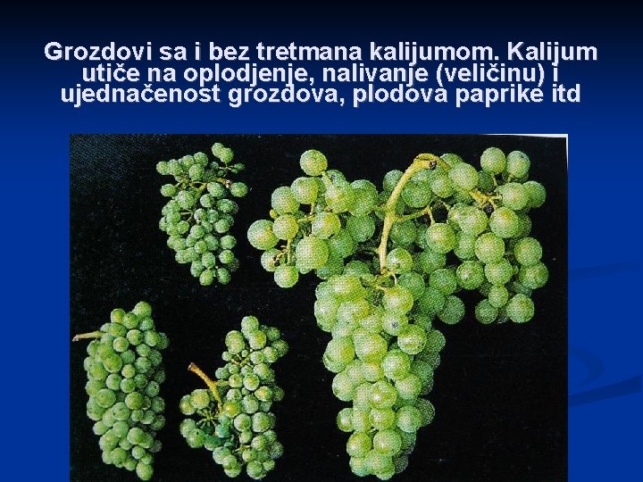 Grozdovi sa i bez tretmana kalijumom. Kalijum utiče na oplodjenje, nalivanje (veličinu) i ujednačenost