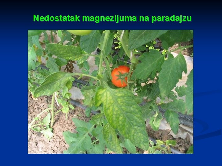 Nedostatak magnezijuma na paradajzu 