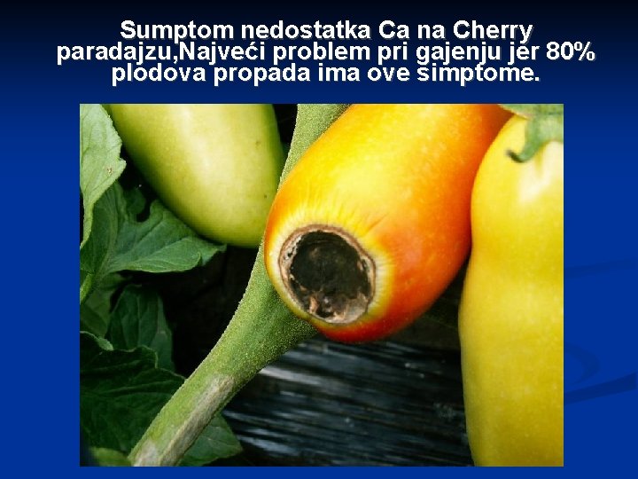 Sumptom nedostatka Ca na Cherry paradajzu, Najveći problem pri gajenju jer 80% plodova propada