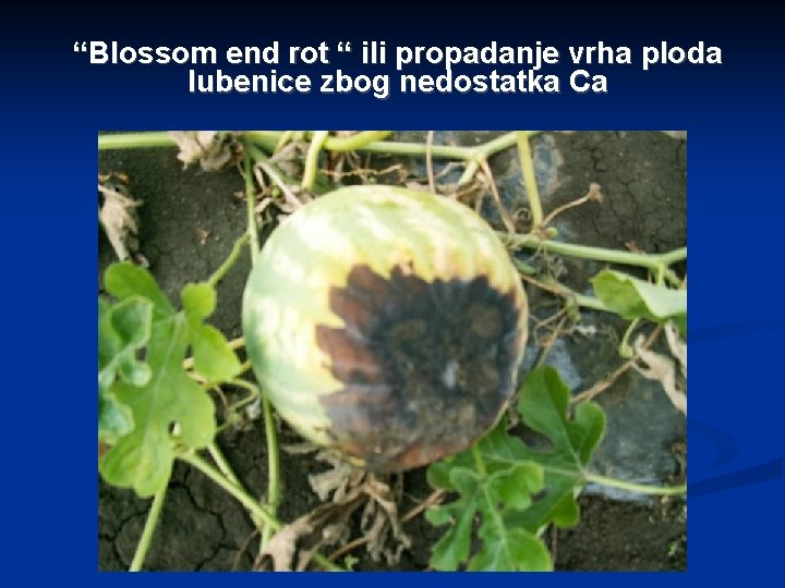 “Blossom end rot “ ili propadanje vrha ploda lubenice zbog nedostatka Ca 