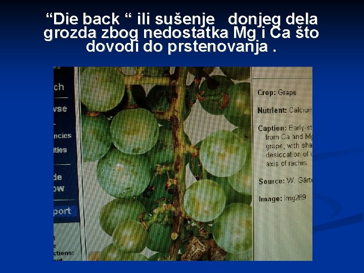 “Die back “ ili sušenje donjeg dela grozda zbog nedostatka Mg i Ca što