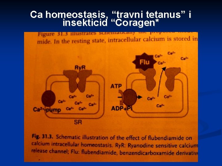 Ca homeostasis, “travni tetanus” i insekticid “Coragen* 