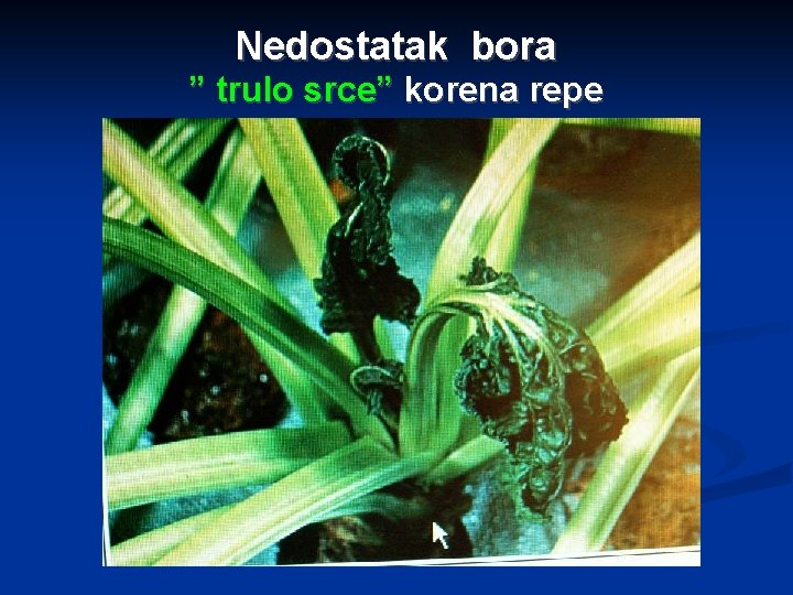 Nedostatak bora ” trulo srce” korena repe 