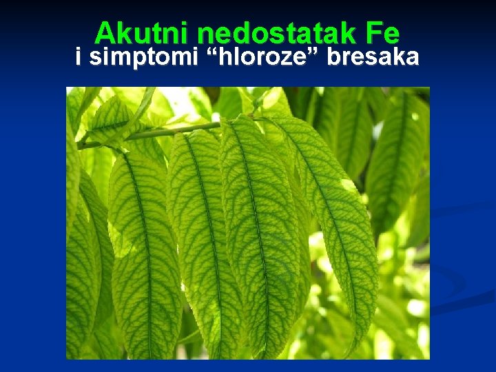 Akutni nedostatak Fe i simptomi “hloroze” bresaka 