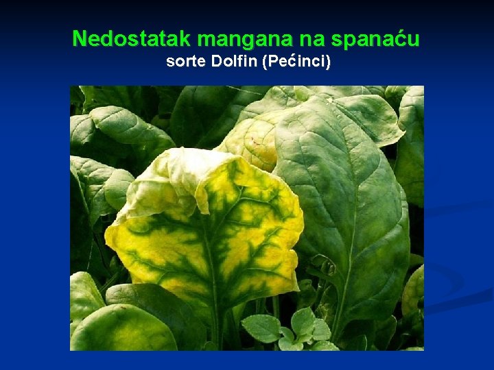 Nedostatak mangana na spanaću sorte Dolfin (Pećinci) 