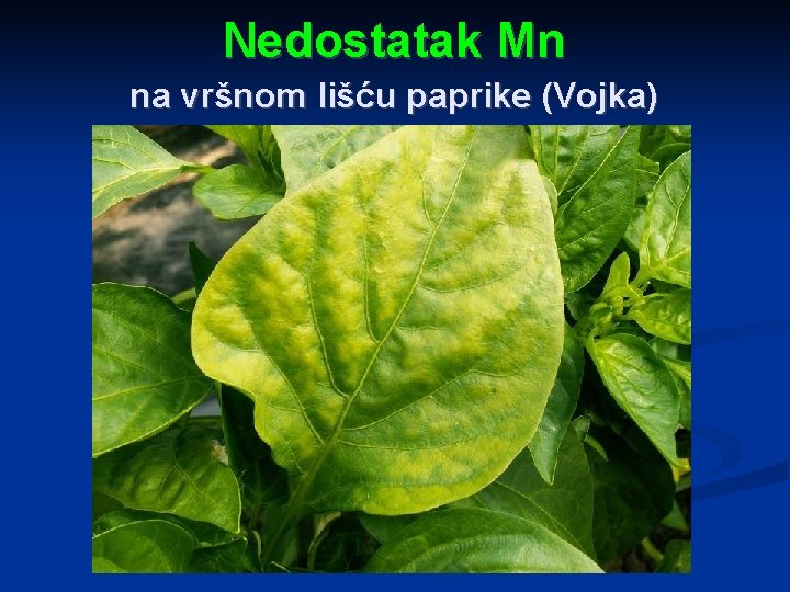 Nedostatak Mn na vršnom lišću paprike (Vojka) 