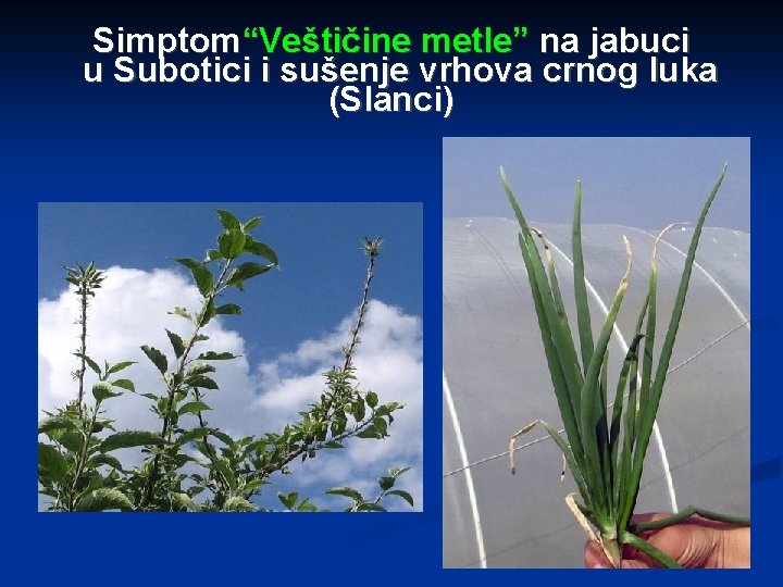 Simptom“Veštičine metle” na jabuci u Subotici i sušenje vrhova crnog luka (Slanci) 