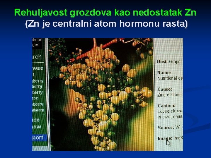 Rehuljavost grozdova kao nedostatak Zn (Zn je centralni atom hormonu rasta) 