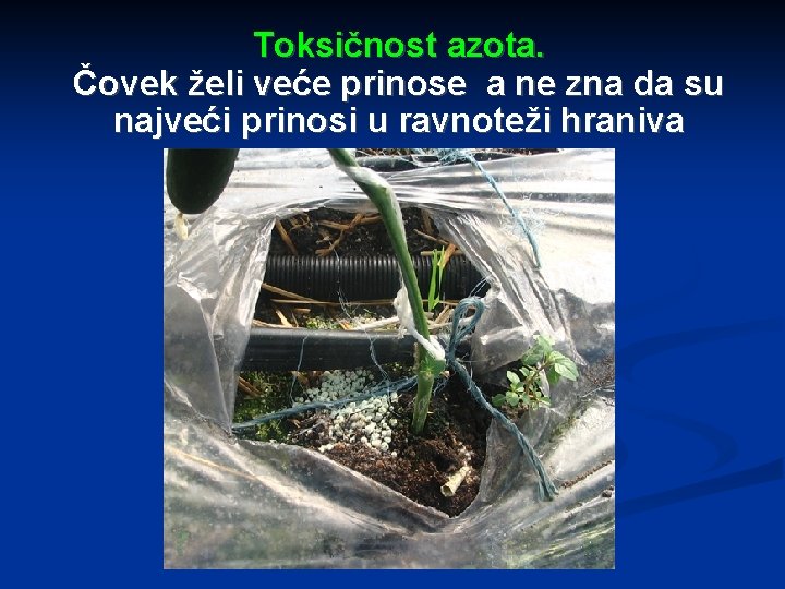 Toksičnost azota. Čovek želi veće prinose a ne zna da su najveći prinosi u