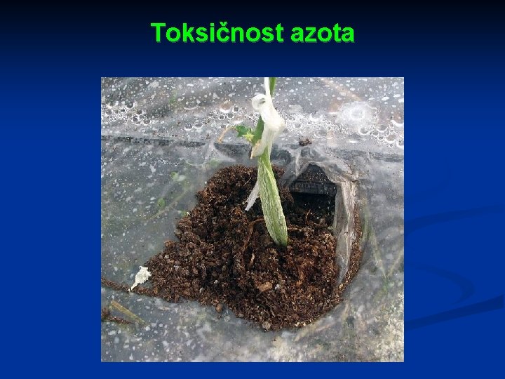 Toksičnost azota 