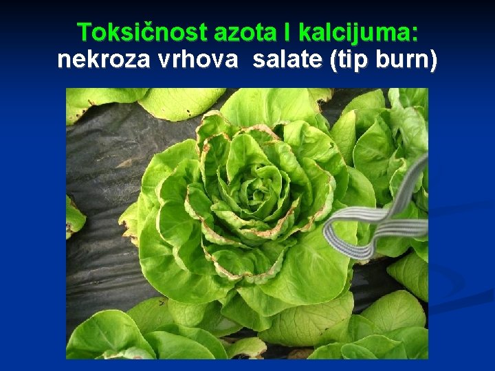 Toksičnost azota I kalcijuma: nekroza vrhova salate (tip burn) 