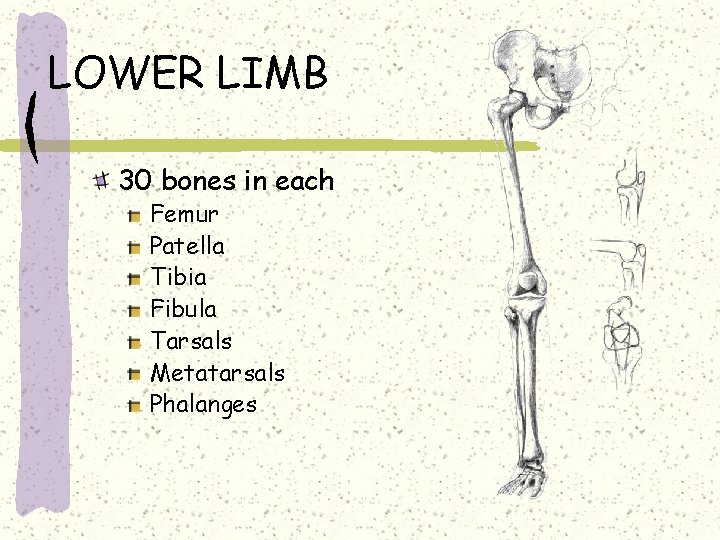 LOWER LIMB 30 bones in each Femur Patella Tibia Fibula Tarsals Metatarsals Phalanges 