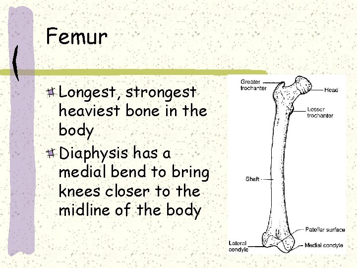 Femur Longest, strongest heaviest bone in the body Diaphysis has a medial bend to