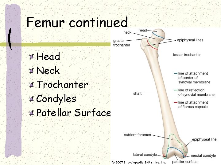 Femur continued Head Neck Trochanter Condyles Patellar Surface 