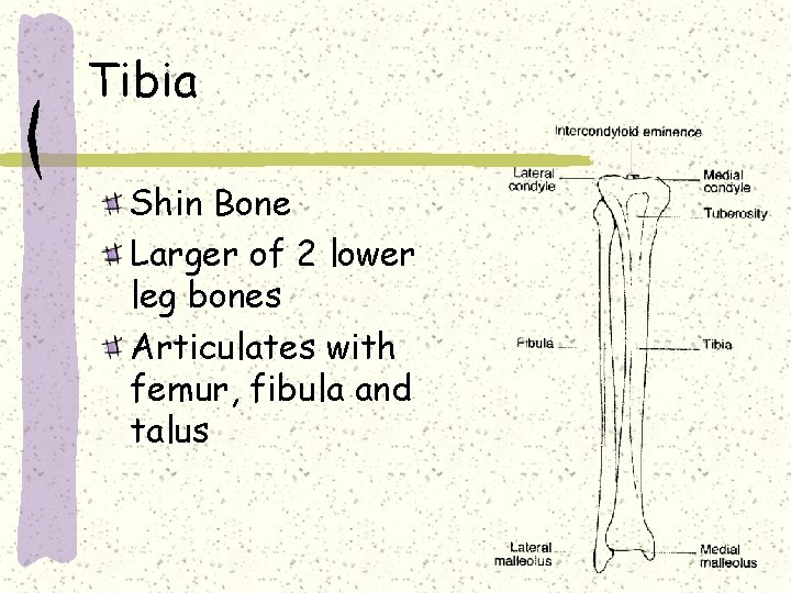 Tibia Shin Bone Larger of 2 lower leg bones Articulates with femur, fibula and