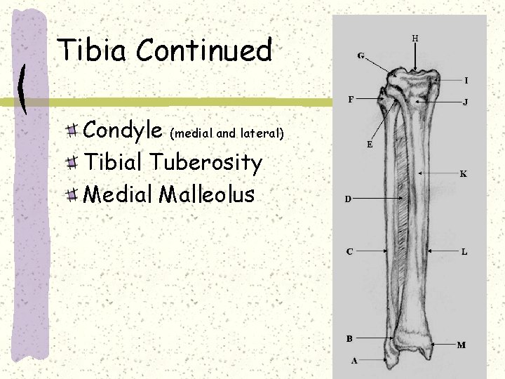 Tibia Continued Condyle (medial and lateral) Tibial Tuberosity Medial Malleolus 