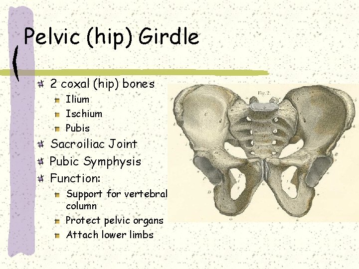Pelvic (hip) Girdle 2 coxal (hip) bones Ilium Ischium Pubis Sacroiliac Joint Pubic Symphysis