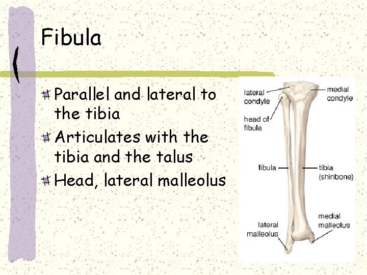 Fibula Parallel and lateral to the tibia Articulates with the tibia and the talus