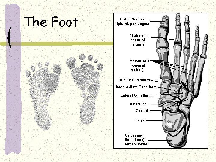 The Foot 