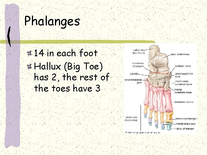 Phalanges 14 in each foot Hallux (Big Toe) has 2, the rest of the