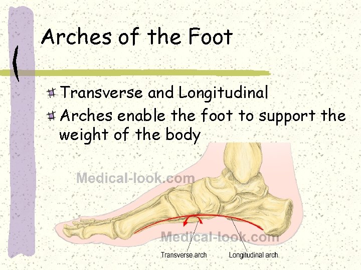 Arches of the Foot Transverse and Longitudinal Arches enable the foot to support the