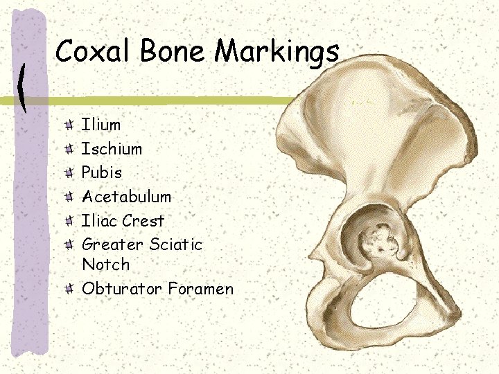 Coxal Bone Markings Ilium Ischium Pubis Acetabulum Iliac Crest Greater Sciatic Notch Obturator Foramen
