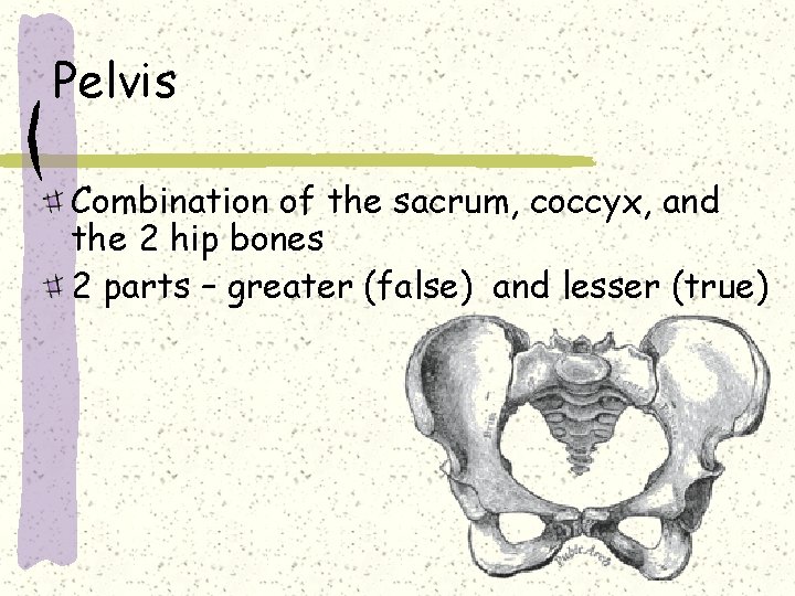 Pelvis Combination of the sacrum, coccyx, and the 2 hip bones 2 parts –
