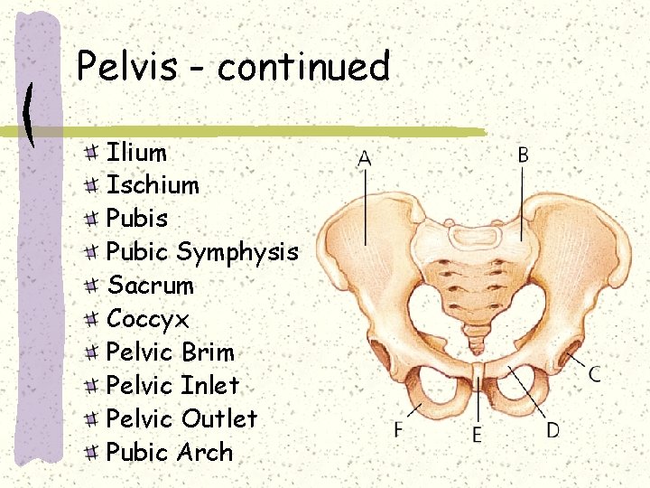 Pelvis - continued Ilium Ischium Pubis Pubic Symphysis Sacrum Coccyx Pelvic Brim Pelvic Inlet